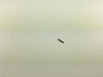 MS16562-16 PIN
